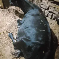 شیری