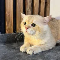 گربه نر ny11 جهت جفتگیری