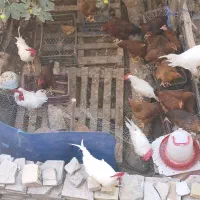 مرغ و خروس