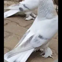 کبوتر گمشده پرشی رنگی مسافتی