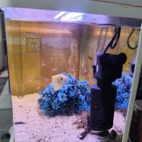 اکواریوم