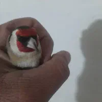 سهره