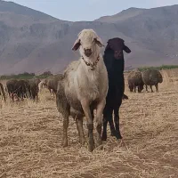 بره نر|حیوانات مزرعه|خاوه, |دیوار