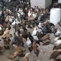 جوجه مرغ خروس گلپایگانی ۳۰روزه
