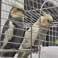 جفت عروس هلندی مولد