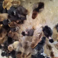 جوجه محی آبادی