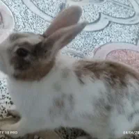 یک عدد خرگوش