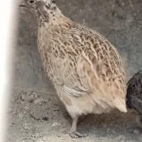 بلدرچین نر