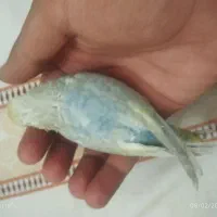 جوجه مرغ عشق رینبو سرلاکی