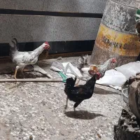 خروس دو رگه لاری و عربی