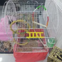 عروسی هلندی گمشده