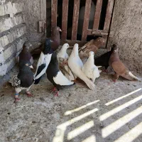 کبوتر