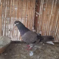 ماده خرقه