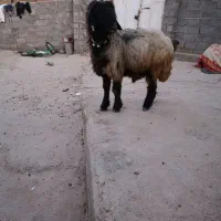 قوچ