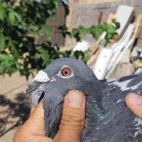 کبوتر مسافتی
