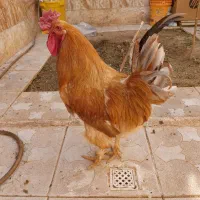 خروس برهما نژاد دار