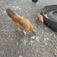 نوچه فروشی