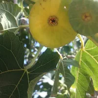 انجیر تازه