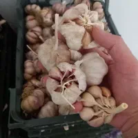 سیر طارم ۳۰۰ کیلو