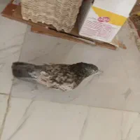 کبوترسروروهما