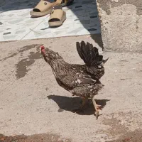 باسلام