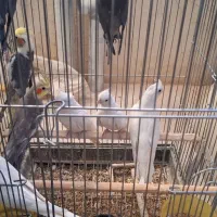 فروش عروس هلندی نر وماده