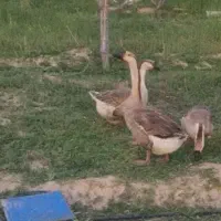 قو غاز