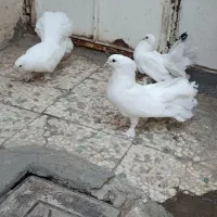 کفترای چتری|پرنده|قم, حاج زینل|دیوار