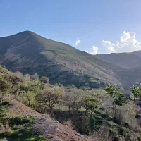 باغ فروشی