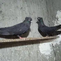 سیاه بوشهری