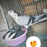 کبوتر دمگیر طاقی گلین گچی