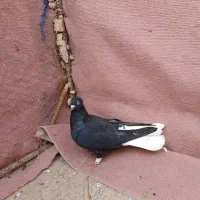 کبوترفروشی