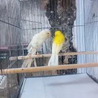 قناری رسمی بلند