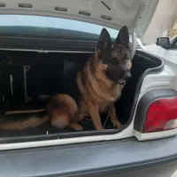 سگ ژرمن شپرد