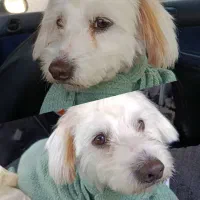 واگذاری سگ(سگ نگهبان نیست) برای ویلا و.. زنگ نزنید