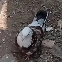 تعدادی کبوتر پرشی تهرانی و پاکستانی