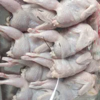 بلدرچین