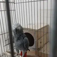 جفت کاسکو مولد حلقه پا