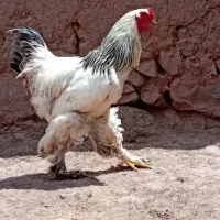 خروس|حیوانات مزرعه|مرند, |دیوار