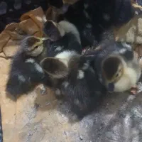 6 عدد اردک خارجی سرحال