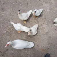 اوردک اسراییلی