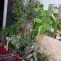 جیمینو|گل و گیاه طبیعی|سبزوار, امیر کبیر|دیوار