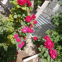 خانه باغ سنتی در روستای هسنیجه بعد علویجه