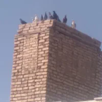 کبوتر فروشی