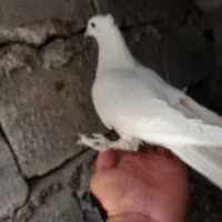 کبوتر