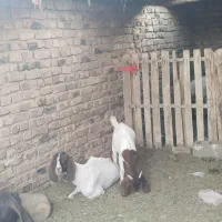 مری مالداری