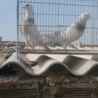 کبوتر|پرنده|اصفهان, ناصرخسرو|دیوار