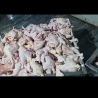 استخدام نیروآقاوخانم جهت کاردرقطعه بندی مرغ