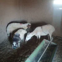 دو تا میش سفید فروشی است شیره دارند