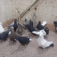 کبوتر رنگی و دورگ